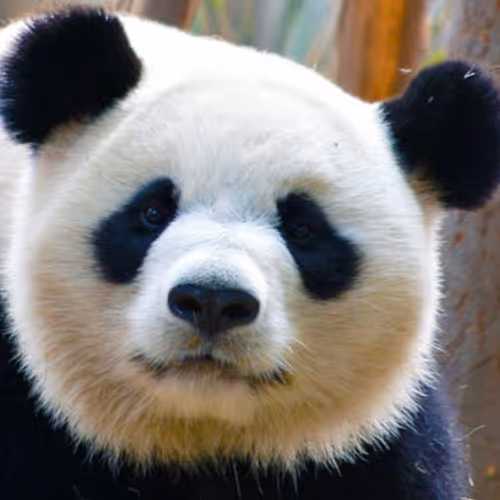 panda