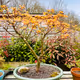 Bonsai Tree