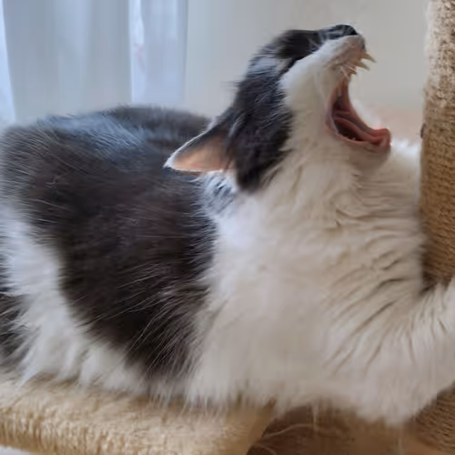 The Cat is sturving