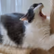 The Cat is sturving