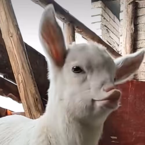 goat