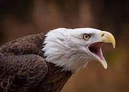 blackeagle