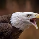 blackeagle