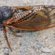 cicada