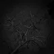 Tree in the Dark