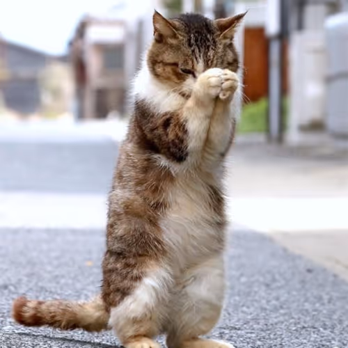 cat