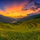 Field