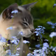Animal 21