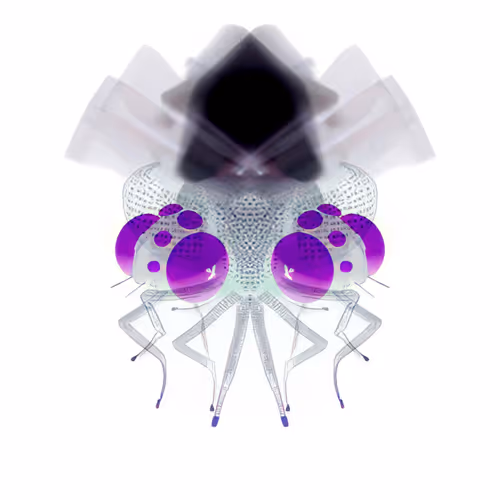 MUTATIO ALBINO SIAMESE