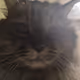 Second Cat