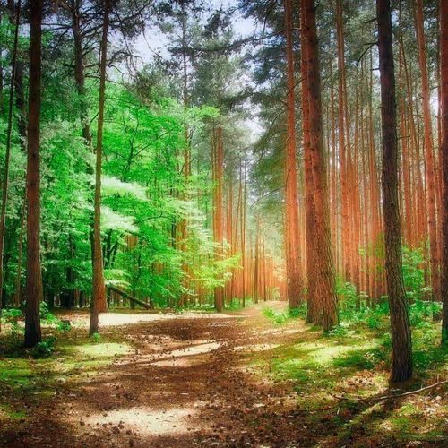 Forest