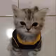 Internet cat
