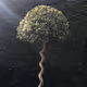 tree base