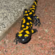 Spotted Salamander