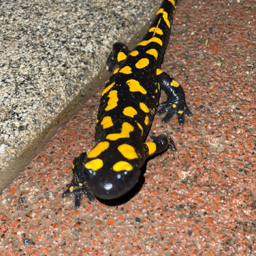 Spotted Salamander