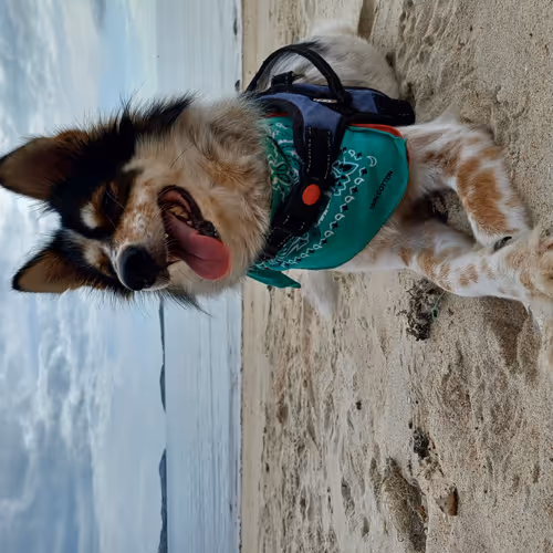 DoggO