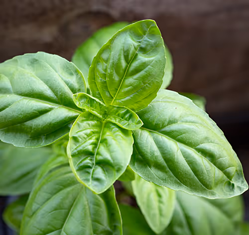 Basil