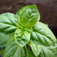Basil