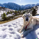 Golden in the Alps