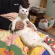 Coolcat