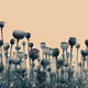 Endless Beginnings