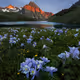 Floral Peaks