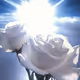 Zora Posts