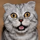 Funny Cat