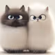 cat