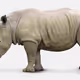 rhinoceros