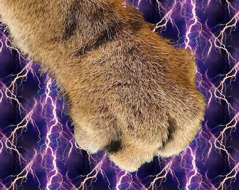 The Paw