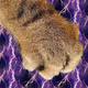 The Paw