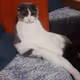 Zora Posts