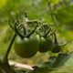 Growing your own food is a process