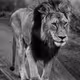 Safari B&W Airdrop