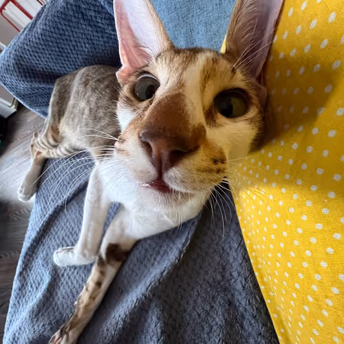 DEGEN CAT