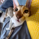 DEGEN CAT