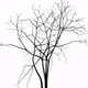 Aux Arbres