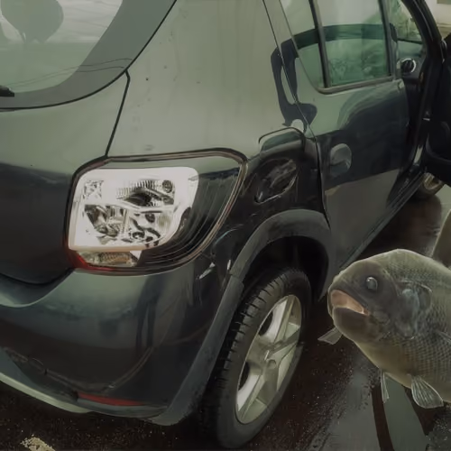 Sharkauto