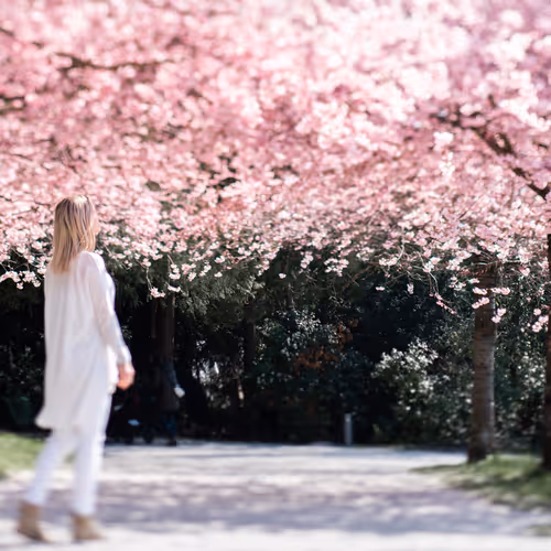 a girl under the peach blossoms