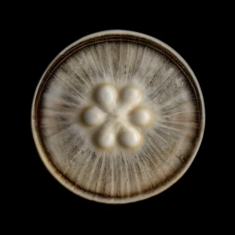 mycelium network:abstraction