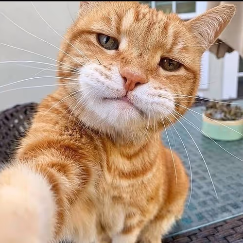 SELFIE CAT