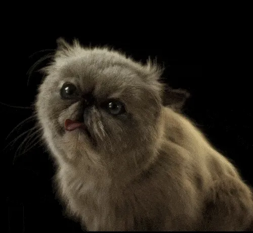 The Mister Miggles MeowKarys