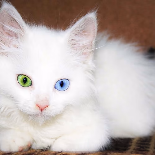 Kitty