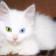 Kitty
