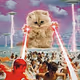 Angry cat one