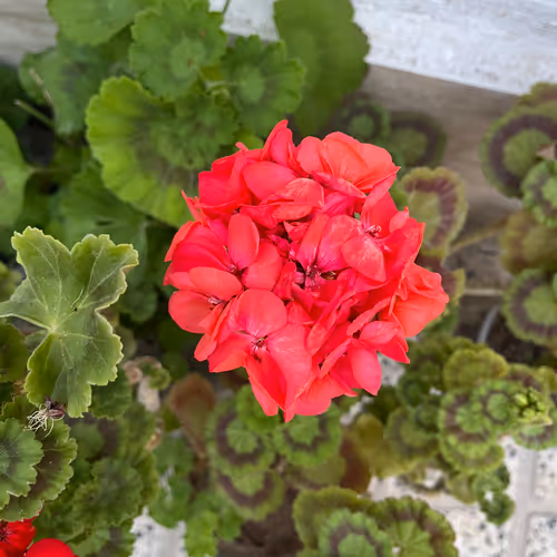 Granny’s flowers