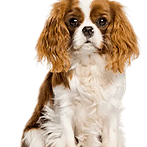 cavalier king charles