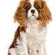 cavalier king charles