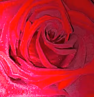 Rose for you
